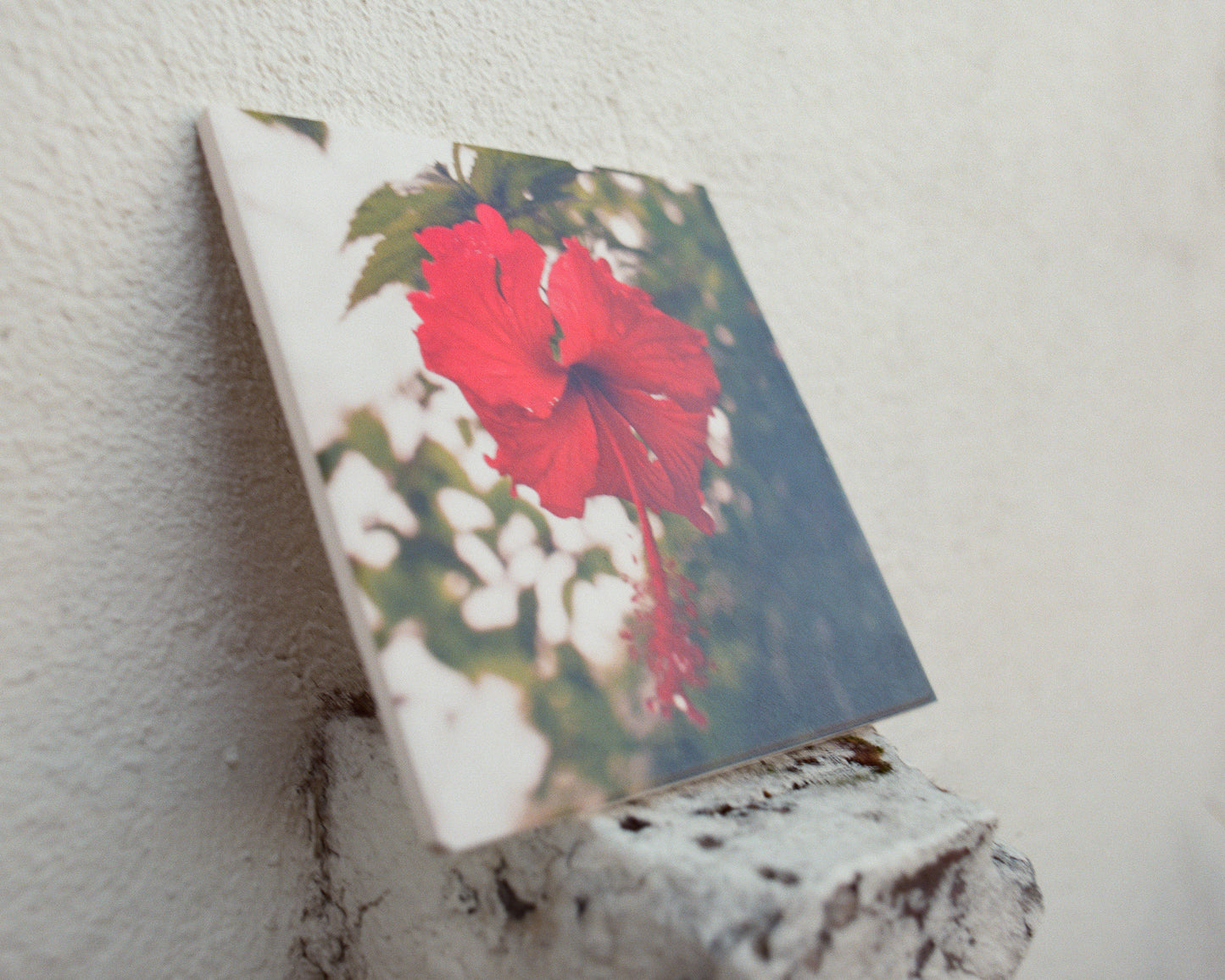 Hibiscus