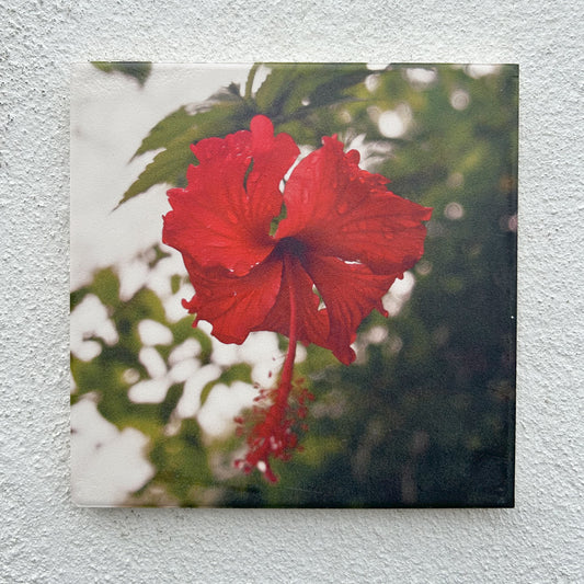 Hibiscus Tile