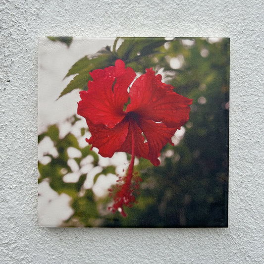 Hibiscus