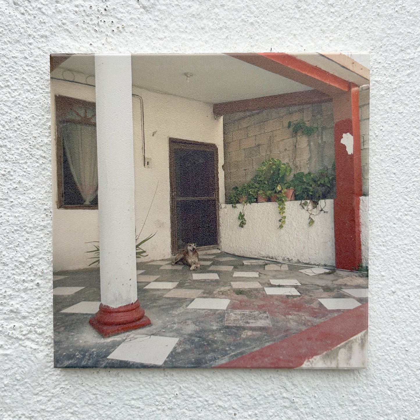 Dog at home Tile
