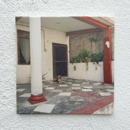 Dog at home Tile
