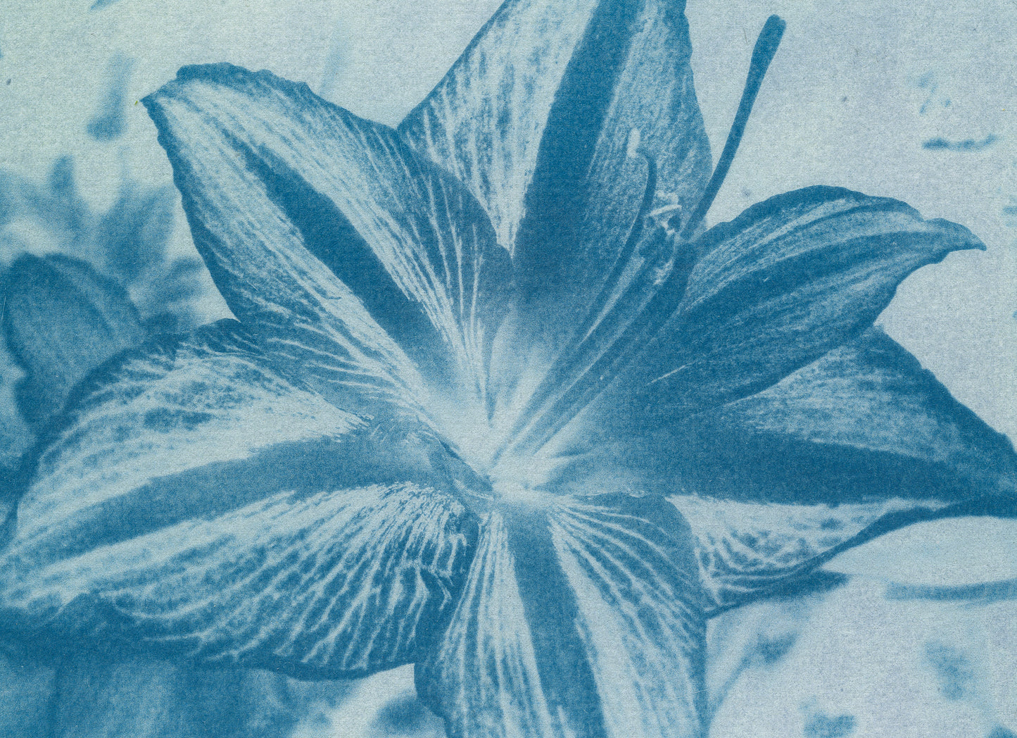 flower invert #2